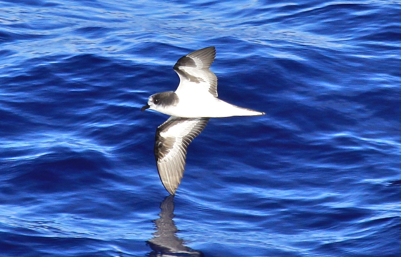 Bonin Petrel birdfinding.info